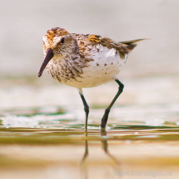 Meet your Posher, Elysha - Picture 1 of 1